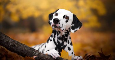 Ready-made stem cell therapies for pets could be coming